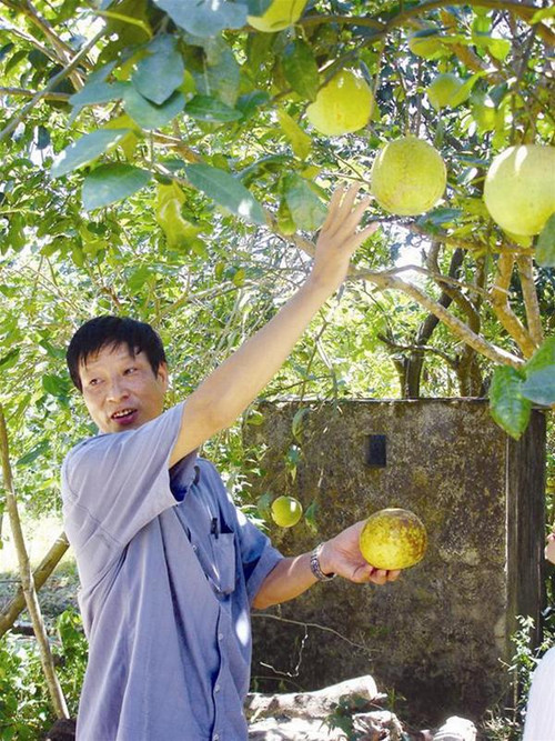 Theo ông Tùng, cán bộ kỹ thuật huyện Hương Khê, Hà Tĩnh, bưởi Phúc Trạch bề ngang và chiều cao gần bằng nhau, cuống không lồi, đế quả hơi lõm, vỏ không trơn không ráp, màu xanh vàng