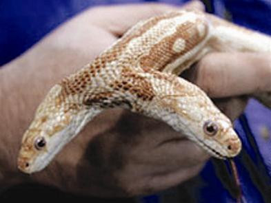 Rắn hai đầu “We”