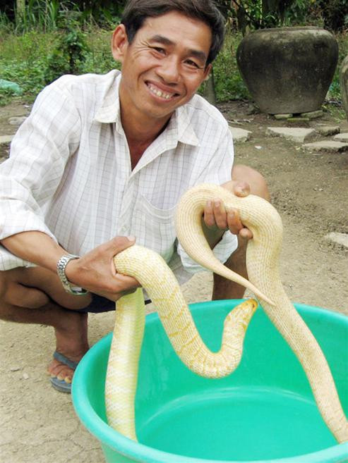 Hai con rắn cái ri tượng vàng của ông Nguyễn Văn Kép