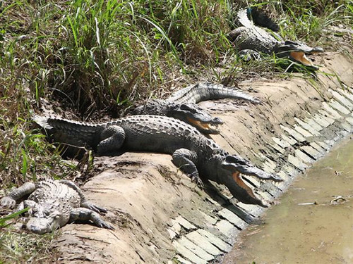 Rất nhiều cá sấu lớn đang ở hồ xử lý nước thải