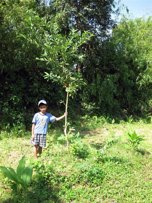 Khu vườn này tục truyền là nơi sinh của vua Mai, cậu bé này vẫn được ông bà, cha mẹ nhắc nhở cho biết