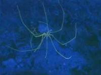 Một số loài sinh vật biển lạ mới được nhìn thấy