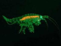 Một số loài sinh vật biển lạ mới được nhìn thấy