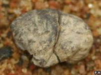 Vết tích cho thấy người Phần Lan đã biết nhai kẹo cao su từ thời kì đồ đá ? ảnh: AP