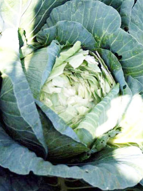 Bắp cải bị nứt nẻ vì để quá lứa