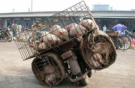 Tại châu Âu, nuôi giữ hay chuyên chở động vật không đúng quy cách, có thể gây chấn thương cho động vật, cũng bị coi là một hình thức hành hạ động vật Tại châu Âu, nuôi giữ hay chuyên chở động vật không đúng quy cách, có thể gây chấn thương cho động vật, cũng bị coi là một hình thức hành hạ động vật