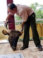 Đầu con bò tót bị giết