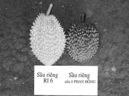 So sánh hai trái sầu riêng So sánh hai trái sầu riêng