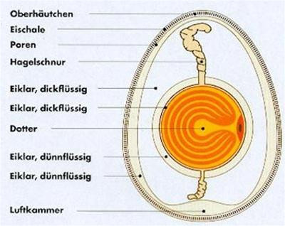 Cấu tạo của một quả trứng gà rất phức tạp, khó có thể làm giả mà qua mắt được mọi người Cấu tạo của một quả trứng gà rất phức tạp, khó có thể làm giả mà qua mắt được mọi người