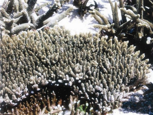 San hô vừa bứng lên phơi bên bờ biển Bình Thuận