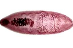 Sán lá ruột có hình dạng lưỡi, chiều dài từ 33mm-58mm và chiều ngang 8mm-16mm được phát hiện thấy trong cá và từ cá truyền qua người... (Ảnh: Báo SK&ĐS)