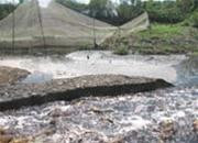 Nước hồ Trị An bị ô nhiễm nặng. Ảnh: Tuổi Trẻ