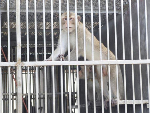 Lợi nhuận từ xuất khỉ đuôi dài trong đường dây buôn lậu là rất lớn Lợi nhuận từ xuất khỉ đuôi dài trong đường dây buôn lậu là rất lớn
