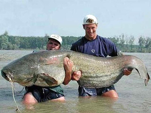 Cá ngát khổng lồ trên sông MêKông Cá ngát khổng lồ trên sông MêKông