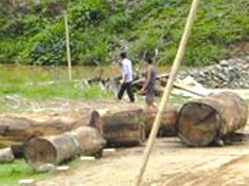 Gỗ pơ mu tập kết bên đường chờ chuyển đi Gỗ pơ mu tập kết bên đường chờ chuyển đi