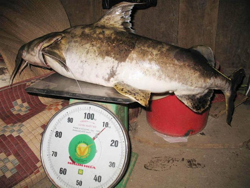 Con cá Chiên chúng tôi săn được trên sông Gâm nặng hơn 11kg