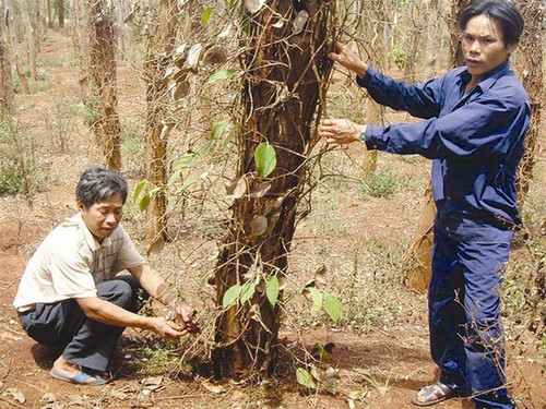 Nông dân huyện Ea H’leo bên vườn tiêu bị bệnh chết trụi