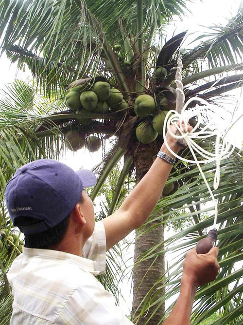 Thụ phấn cho cây dừa sáp Thụ phấn cho cây dừa sáp