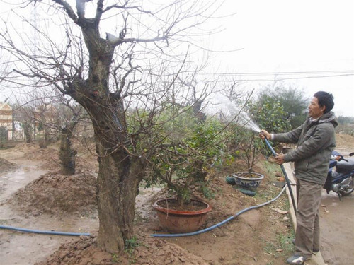 Anh Đỗ Văn Lan - GĐ Cty Cổ phần trang trại hoa đào Nhật Tân đang chăm chút vườn đào Anh Đỗ Văn Lan - GĐ Cty Cổ phần trang trại hoa đào Nhật Tân đang chăm chút vườn đào