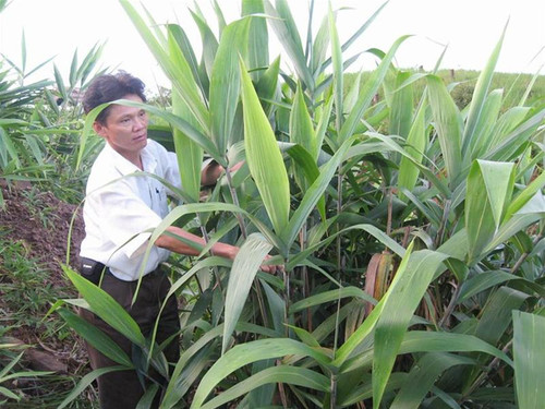 TS Phan Anh Tuấn là người đầu tiên nghiên cứu về sâu chít tại Việt Nam và trên thế giới