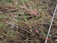 Bãi đẻ trứng của ốc bươu vàng