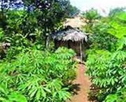 "Cơ sở y tế" trong nương sắn của bà lang Tình.