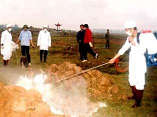 Ngày 30/1/2004 Chi cục Thú y tỉnh Hà Tây tổ chức tiêu huỷ gà bị nhiễm dịch bệnh ở xã Thanh Mai (Thanh Oa i- Hà Tây). Ảnh: Xuân Quyết