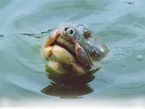 Rùa Thiêng Hồ Gươm Rùa Thiêng Hồ Gươm