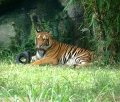 Một con hổ Đông Dương trong vườn thú Đại Nam. Ảnh : Lao Động.