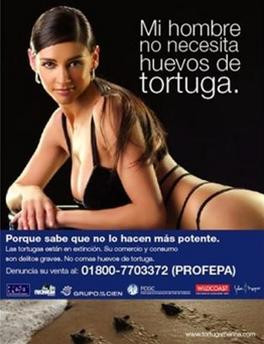 Poster tuyên truyền bảo vệ trứng rùa biển của người mẫ́u Dorismar