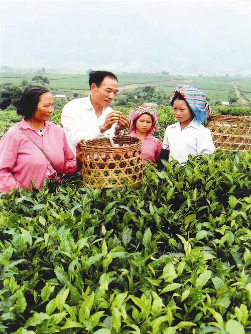 Xí nghiệp chè Than Uyên (Lào Cai)