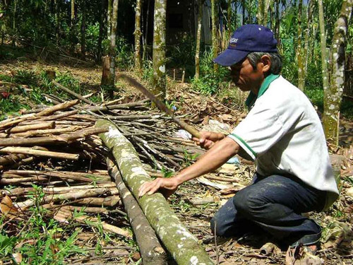 Người dân buộc phải chặt quế làm củi