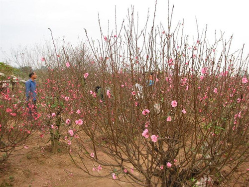 Vườn đào ở Nhật Tân trong dịp Tết Kỷ Sửu. Ảnh : Đỗ Hợp