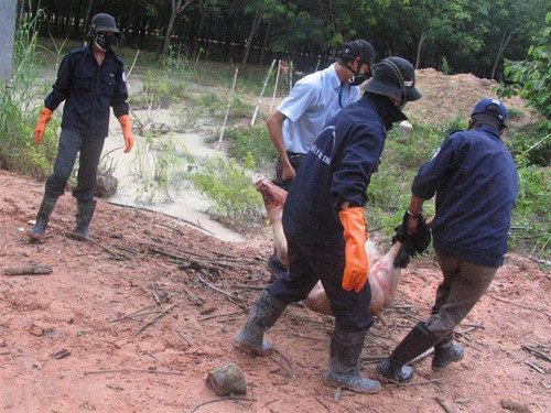 Tiêu hủy lợn bị bệnh tại Bình Dương. Ảnh: Lê Nguyễn Tiêu hủy lợn bị bệnh tại Bình Dương. Ảnh: Lê Nguyễn
