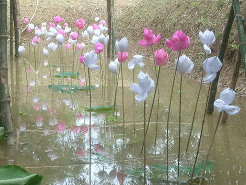 Sen giấy Thanh Tiên phục chế trở lại sau hơn 60 năm bị thất truyền