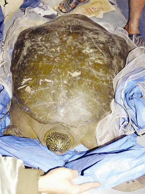 Cá thể rùa Đồng Mô. Ảnh: Phạm Yên Cá thể rùa Đồng Mô. Ảnh: Phạm Yên