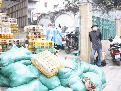 Gà nhập lậu. Ảnh : PV