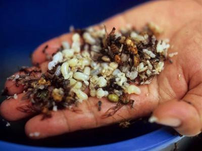 Sản phẩm bột tinh chiết từ trứng kiến gai đen là món ăn bổ dưỡng