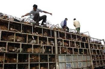 Chó được vận chuyển từ Lào vào Việt Nam qua Cửa khẩu Cầu Treo. Chó được vận chuyển từ Lào vào Việt Nam qua Cửa khẩu Cầu Treo.