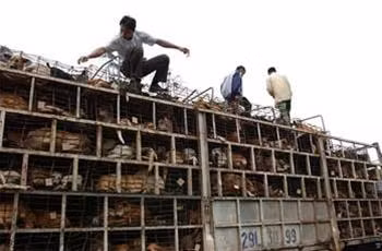 Chó được vận chuyển từ Lào vào Việt Nam qua Cửa khẩu Cầu Treo.