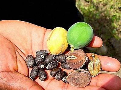 Nếu chiết ép tối, 3 - 3,5kg hạt cây dầu mè có thể tạo ra 1 lít dầu thô biodiesel. Trong ảnh: Quả và hạt cây dầu mè (Nguồn: diligent-tanzania.com)