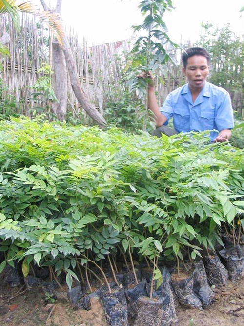 Anh Hoàng Văn Toản (thôn Thoi, xã Dương Hưu, Sơn Động, Bắc Giang) đang chăm sóc cây sưa giống Ảnh: Đỗ Sơn