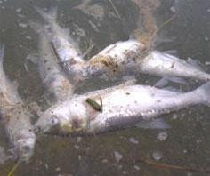 Cá chết do nguồn nước bị ô nhiễm Cá chết do nguồn nước bị ô nhiễm