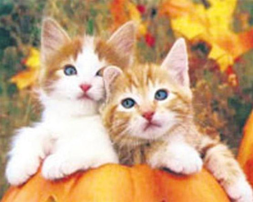 Ảnh minh họa. Ảnh minh họa.