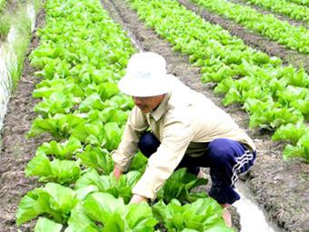 Hà Nội có gần 2.700 ha đủ điều kiện sản xuất rau an toàn. Ảnh minh họa Hà Nội có gần 2.700 ha đủ điều kiện sản xuất rau an toàn. Ảnh minh họa