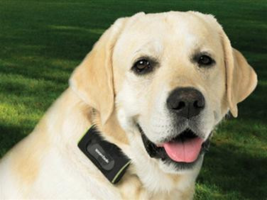 Một chú chó được chủ gắn GPS ở cổ