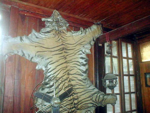 Da hổ đang được coi là vật trang trí thời thượng...