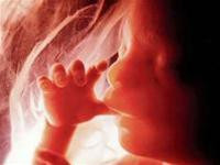 Một bào thai trong bụng mẹ – ảnh minh họa (Bild).