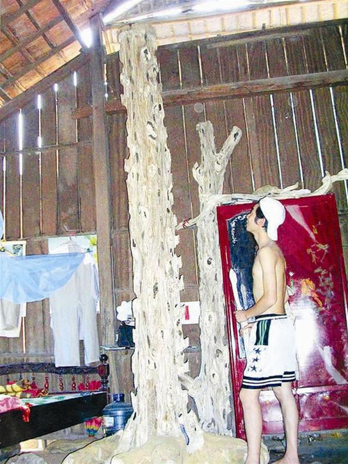 Một gốc dó trầm cảnh của người làng Trung Phước