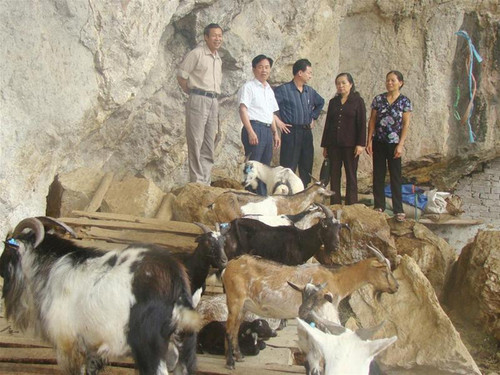 Tại một trang trại nuôi dê núi trong thung lũng ở Ninh Bình Ảnh: Thiện Phúc